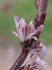 Podosphaera leucotricha