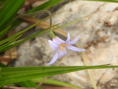 Xerophyta viscosa, photograph (c) amantedarmanin, some rights reserved (CC BY)