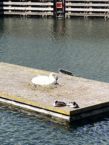 Mute Swan observed by cmjn