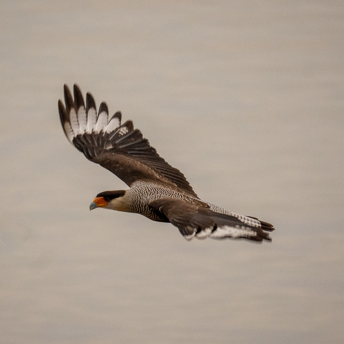 Carancho observed by tom_molehr