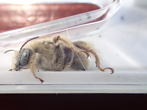 Cactus Bee photo 4
