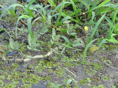 Neptunia oleracea