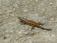 Eutropis rudis
