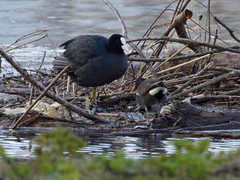 Fulica atra
