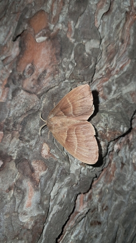 Fox Moth