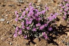Antimima compacta