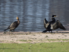 Phalacrocorax carbo