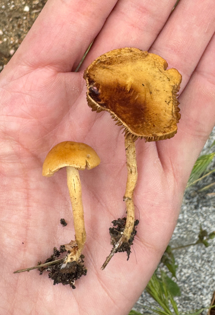 Agrocybe pediades · May 2026 · photo: © catslovetofindplants (iNaturalist, cc0)