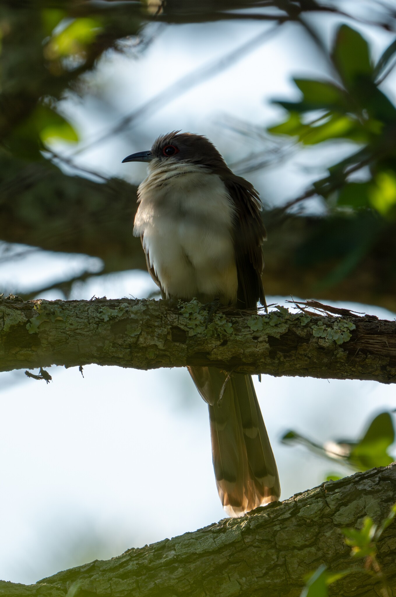 Black-billed Cuckoo (Coccyzus erythropthalmus), photo 6