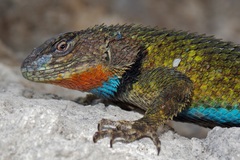 Sceloporus hondurensis