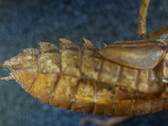 Epitheca spinigera