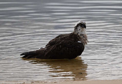 Australasian Osprey observed by misskiku