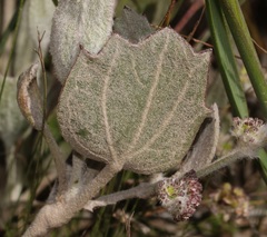 Centella difformis