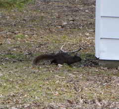 Sciurus carolinensis