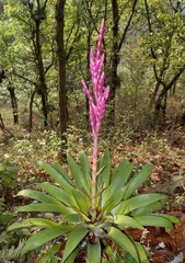 Tillandsia lucida