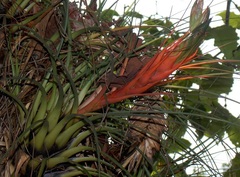Tillandsia punctulata