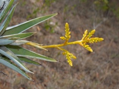 Catopsis morreniana