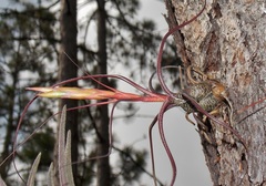 Tillandsia butzii