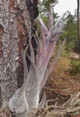 Tillandsia seleriana