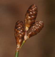 Nevillea obtusissima