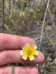 Layia gaillardioides