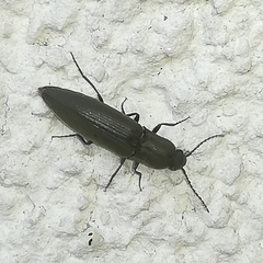 Ectinus aterrimus