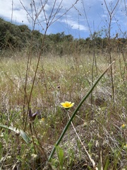 Layia gaillardioides
