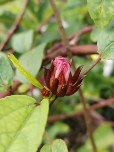 Sorrel