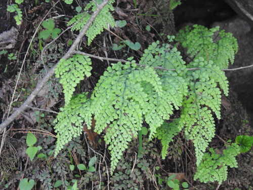 Adiantum venustum observed 2026-05-08