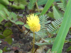 Neptunia oleracea