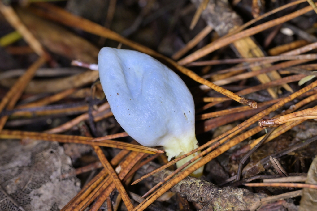 Clavogaster virescens · May 2026 · photo: © christopherstephens (iNaturalist, cc-by)