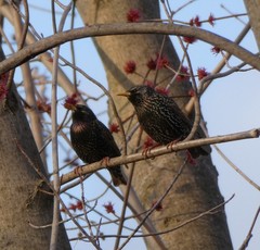 Sturnus vulgaris