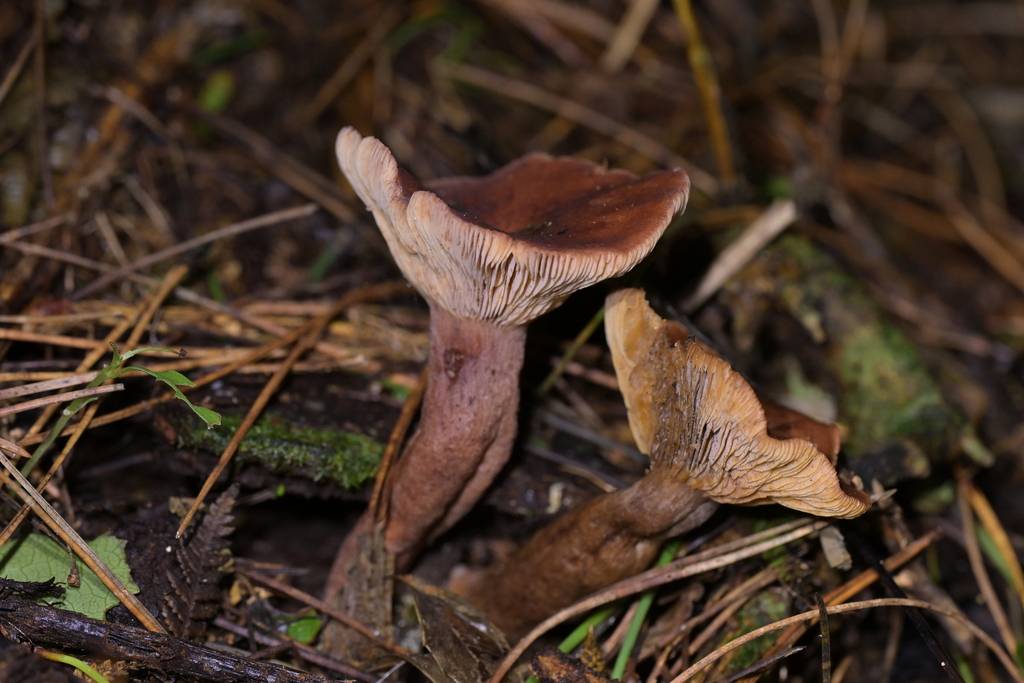 Lactarius rufus · May 2026 · photo: © christopherstephens (iNaturalist, cc-by)