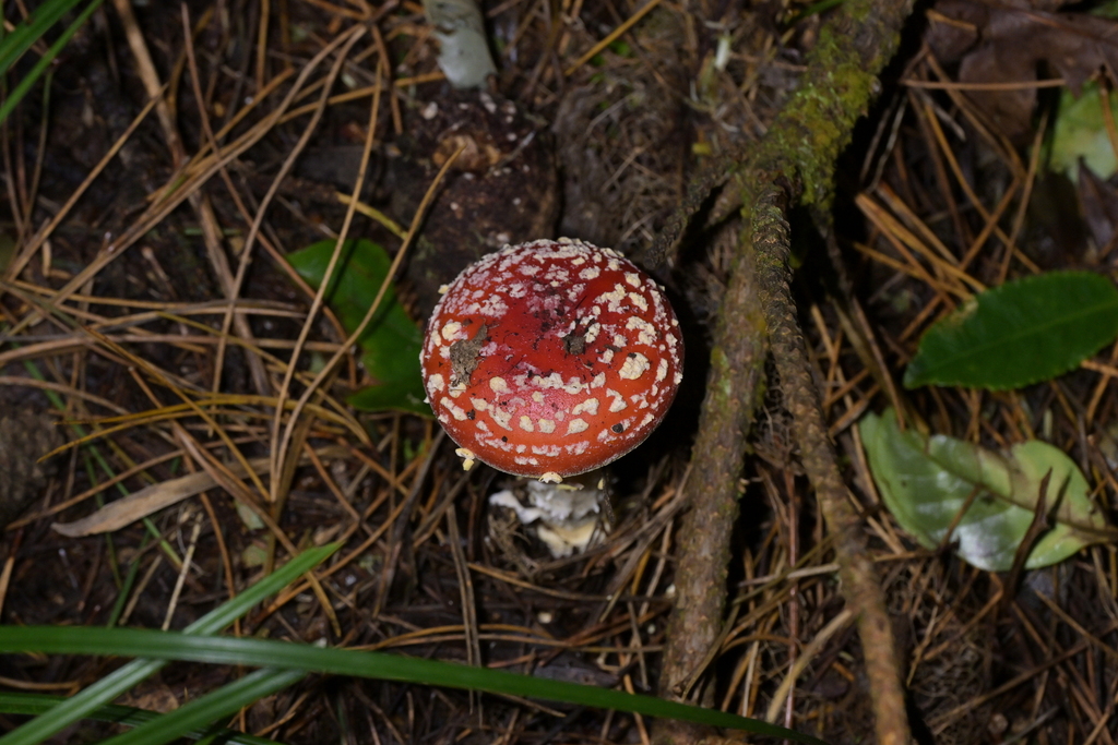 Amanita muscaria · May 2026 · photo: © christopherstephens (iNaturalist, cc-by)