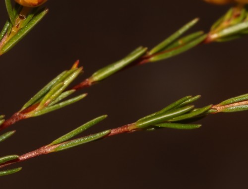 Image of Erica campanularis by (c) Brian du Preez, some rights reserved (CC BY-SA)