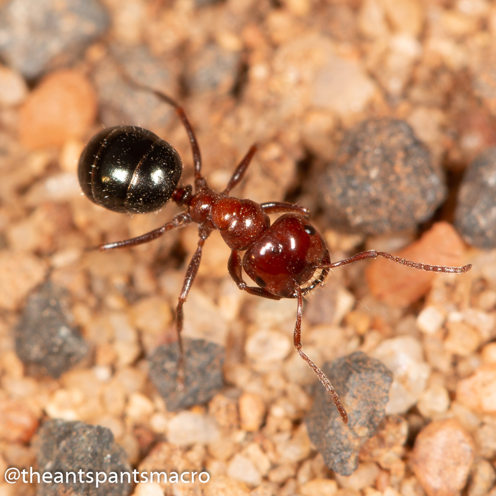 Furnace Ants