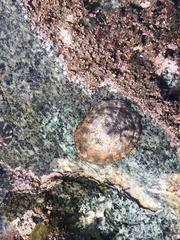 Cellana radians