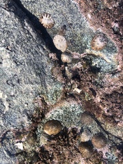 Cellana radians