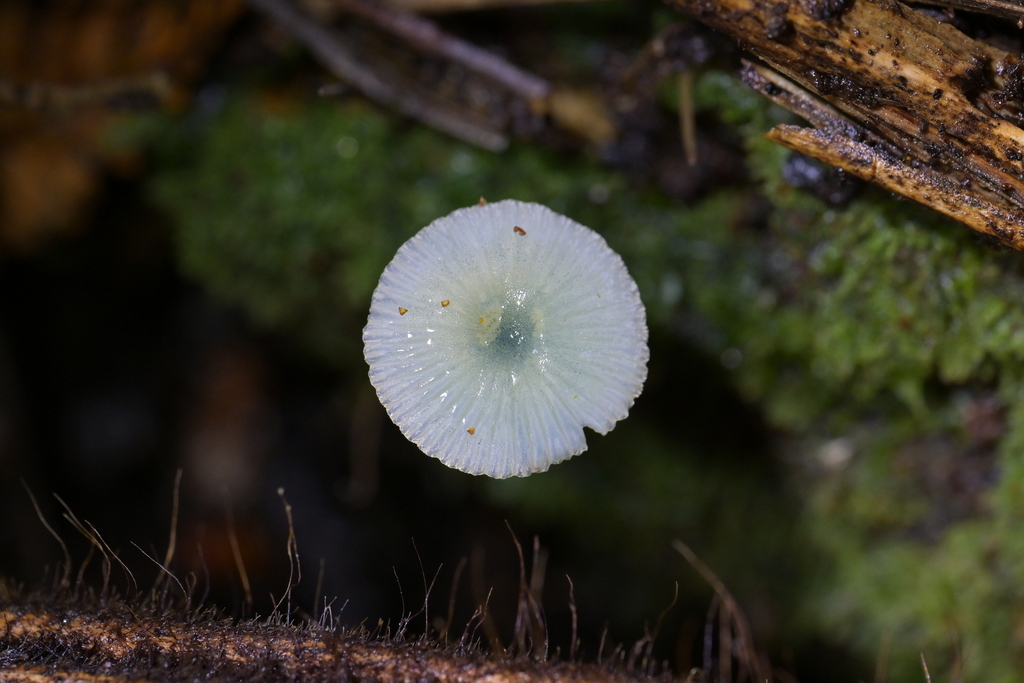 Mycena interrupta · May 2026 · photo: © christopherstephens (iNaturalist, cc-by)