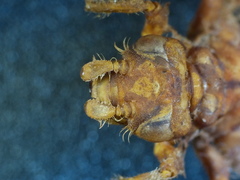 Ophiogomphus anomalus