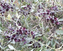 Ammodendron bifolium