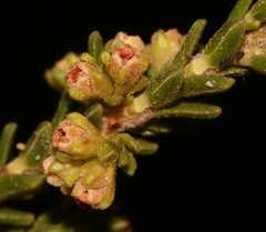 Erica serrata