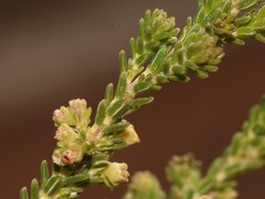 Erica serrata