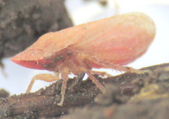 Xerophloea peltata