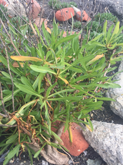 Grindelia stricta angustifolia