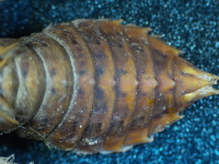 Ophiogomphus anomalus
