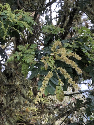Weinmannia pubescens
