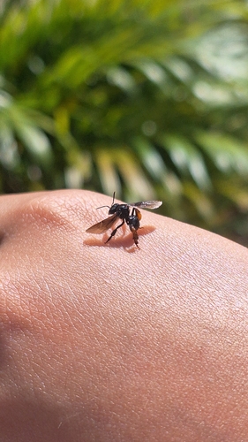 Spiny-legged Stingless bee