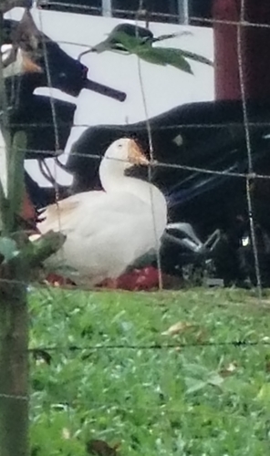 Domestic Swan Goose
