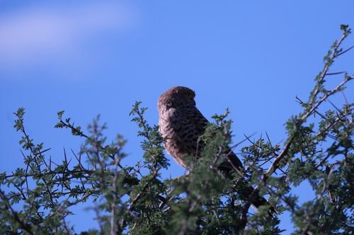 Greater Kestrel (Falco rupicoloides), photo 5